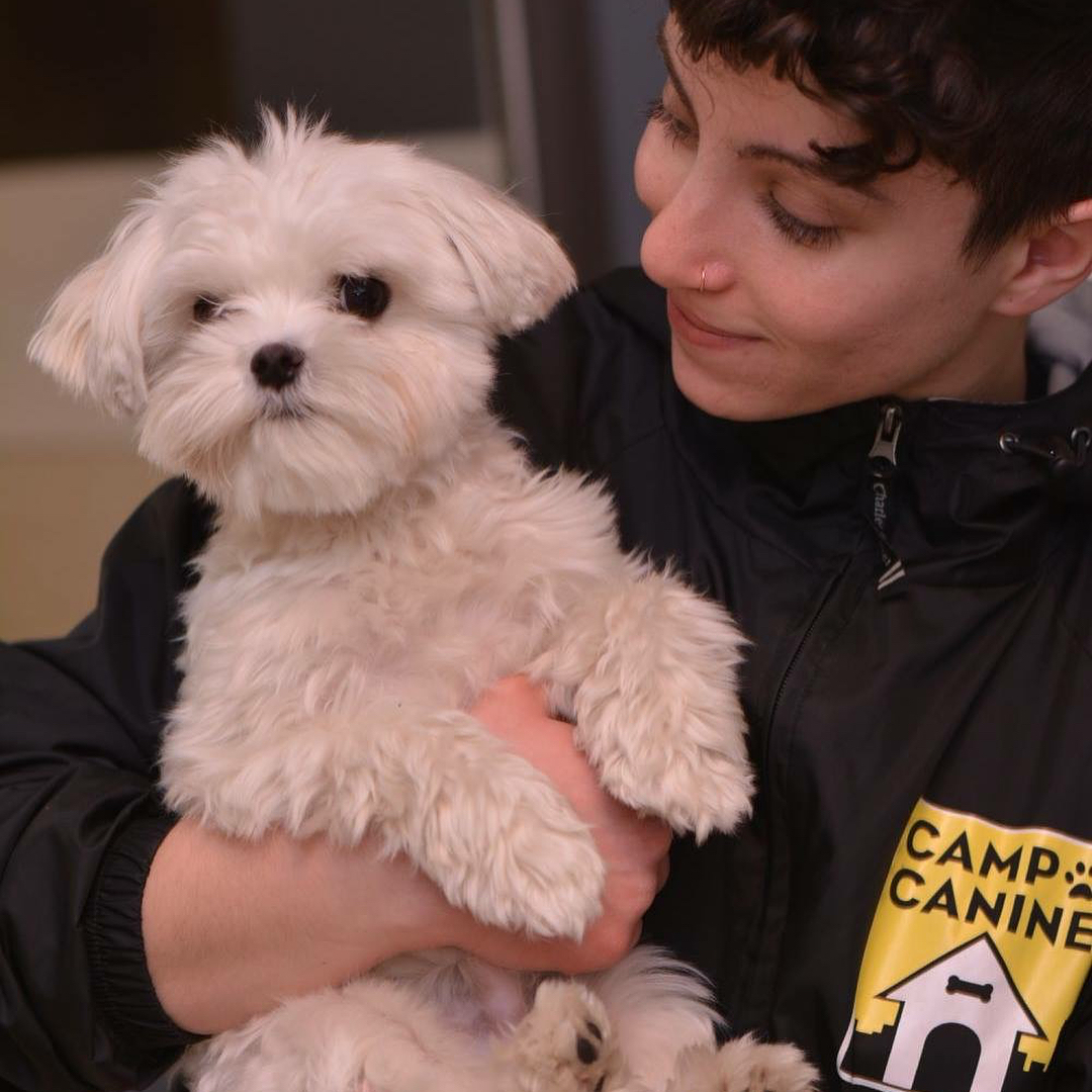 premier-dog-boarding-on-the-upper-west-side-nyc-camp-canine