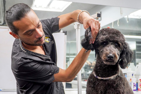 Professional Dog Grooming - Upper West Side - New York City